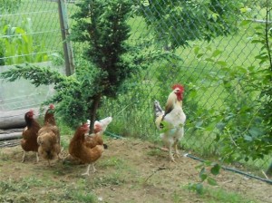 My Dad's rooster and his chicken ladies 2