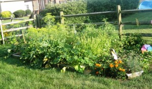 My vegetable garden