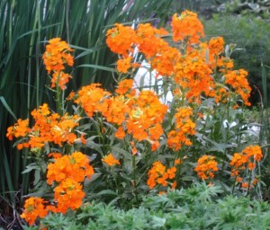 Orange flowers
