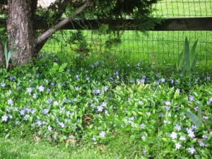 My North Shade Garden Ground Cover- Periwinkle