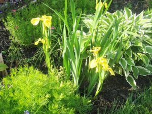 Japanese Irisis, Coriopsis, Creeping Phlox, Hosta