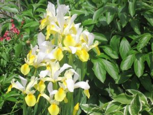Yellow with White Japanese Iris