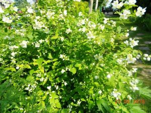 Jasmine bush in full bloom