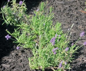 Lavender plant 2